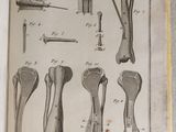 an open book with a bunch of different types of bones on it