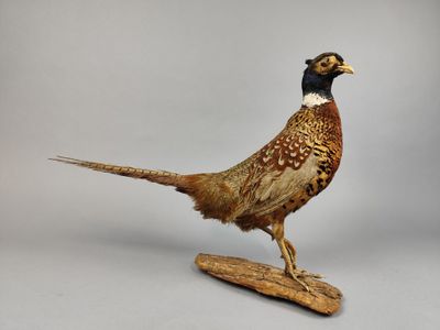un oiseau perché sur un morceau de bois