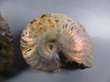 two shells that are sitting next to each other on a table