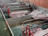 de nombreux cochons alignés sur le sol