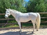 un cheval blanc qui se tient debout dans la terre