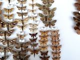 many different kinds of moths displayed on a white surface