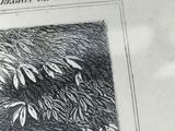 a black and white picture of a bird in a tree