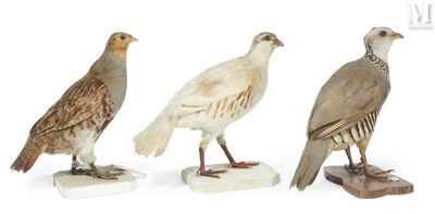 trois espèces d'oiseaux différentes sont perchées sur une surface blanche