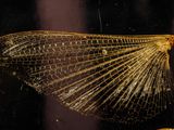 an image of a close up of a insect ' s wing