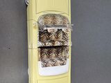 a yellow toy car with a tiger print blanket on top