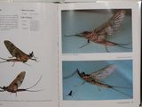 an open book with a picture of a bug and a picture of a insect