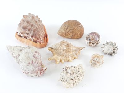a lot of shells on a white surface