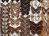 many different types of butterflies displayed in a display case