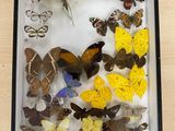 a lot of butterflies in a box on the table