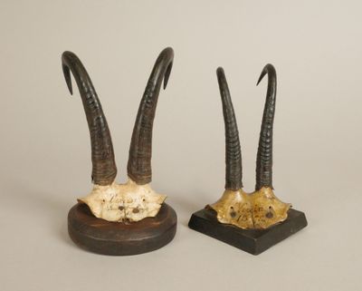 Lot de deux anciens massacres de chamois annotés "Vercin?" d…