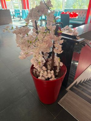 flowering cherry tree in a red pot in a restaurant lobby
