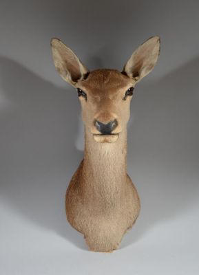 une tête de cerf fixée au mur d'une pièce
