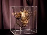 a glass box with a bird nest inside of it