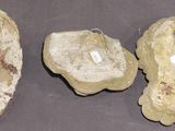 three different types of fossil specimens are displayed on a table