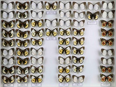 de nombreux types de papillons différents présentés dans une vitrine