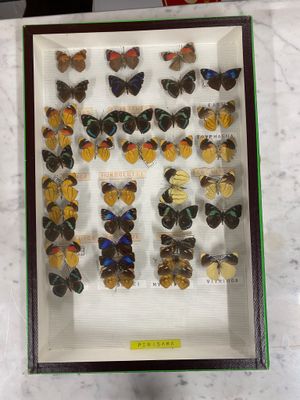 a display of butterflies in a glass case on a table