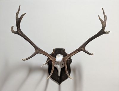 une tête de cerf empaillée accrochée au mur, avec ses bois