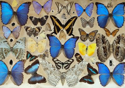 de nombreux types de papillons différents présentés dans une vitrine