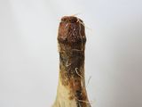 a bulb of garlic on a table with a white wall in the background