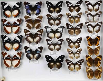de nombreux types de papillons différents présentés dans une vitrine