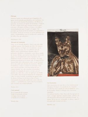 une page sur laquelle figure la photo d'un chat