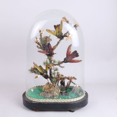une coupole en verre contenant une plante