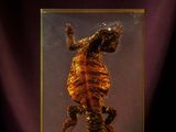 an image of a seahorse in a glass box
