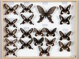 de nombreux papillons exposés dans un cadre en bois