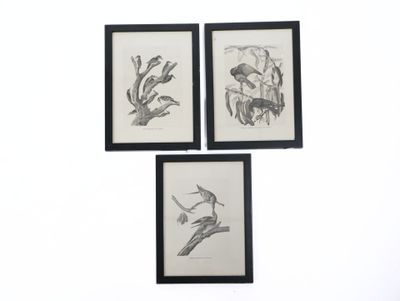 trois dessins d'oiseaux encadrés, accrochés à un mur blanc dans des cadres noirs