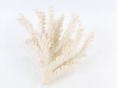 a white coral on a white background with a white background