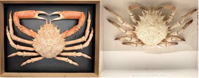 two pictures of a crab and a crabfish in a shadow box