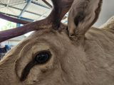 a close up of a deer with antlers on it ' s head