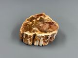 an image of a piece of petrified rock on a table