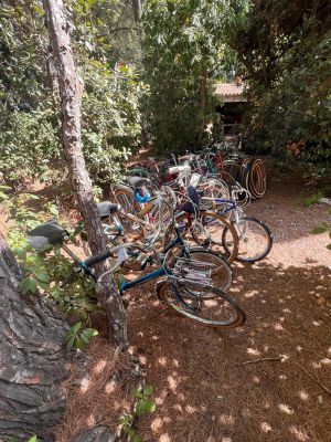 de nombreux vélos garés les uns à côté des autres dans les bois