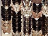 a lot of butterflies that are on display in a glass case