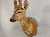 une tête de cerf fixée au mur d'une pièce