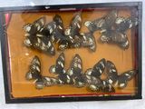 a picture of a display of butterflies in a glass case