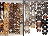 a lot of different types of butterflies on display