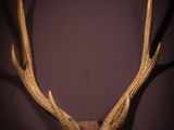 une antilope empaillée accrochée au mur d'une pièce sombre