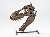 a close up of a t - rex skull on a metal stand