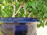 a large blue pot sitting on the ground under a tree