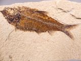 an image of a fossil fish is displayed on a rock