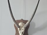 an antelope head mounted on a wall with a long horn