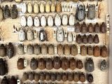 many different types of insects on display in a display case