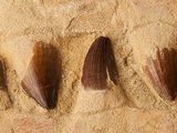 five feathers that are lined up in a row on a piece of wood