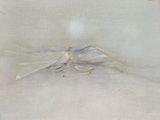 a spider that is sitting on top of a table