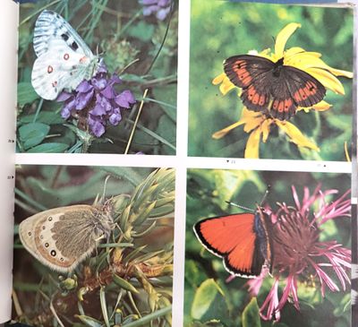 quatre images de papillons différents sur la page