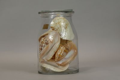 a glass jar filled with assorted shells and seashells
