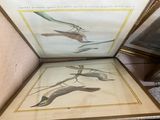 several framed pictures of birds and birds on display in a gold frame